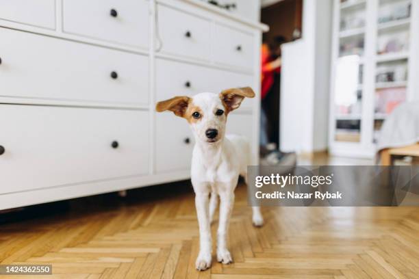 a cut puppy in domestic room - pure bred dog stock pictures, royalty-free photos & images