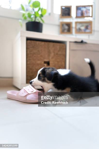 vertical photo of a border collie puppy chewing on a shoe at home - chewed stock pictures, royalty-free photos & images
