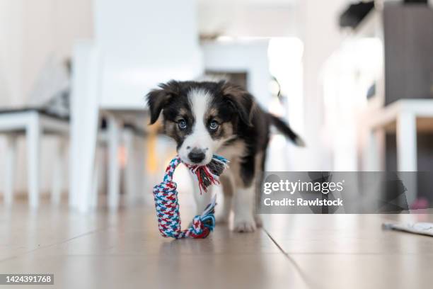 portrait of border collie puppy with a toy in its mouth at home - puppy imagens e fotografias de stock