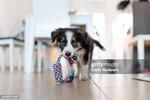 portrait of border collie puppy with a toy in its mouth at home - rosalina bildbanksfoton och bilder