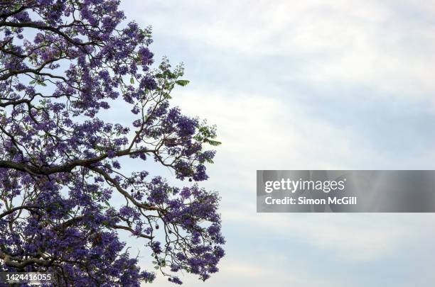 part of a jacaranda tree canopy in bloom against a cloudy sky - état du michoacan photos et images de collection