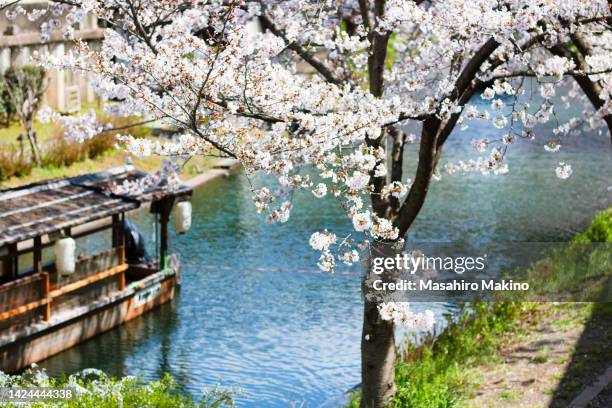 cherry trees in  bloom by the uji canal in kyoto city - uji kyoto stockfoto's en -beelden