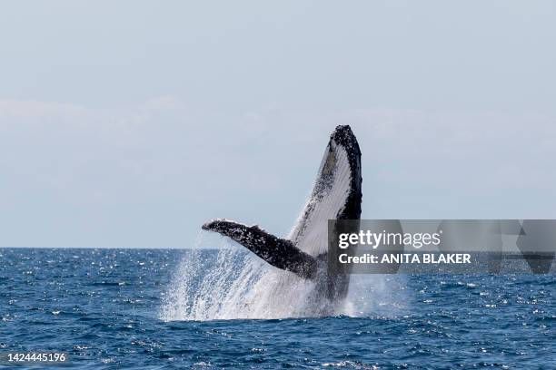 adult whale breaching - whale jumping stock pictures, royalty-free photos & images