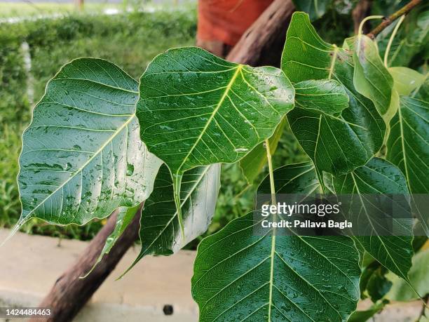 Highly venerated clone of Maha Bodhi Tree or the Peepal Tree Under Which Gautam Buddha Got Enlightenment seen at Sanchi on August 25, 2022. The tree...