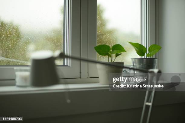 two potted golden pothos plants in a windowsill - epipremnum stock pictures, royalty-free photos & images