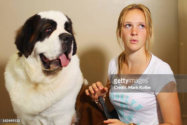 Olivia Scott from Casper Cove St Bernards prepares "Madam Butterfly" for judging in the Sydney Royal Dog Show as part of the 2012 Sydney Royal Easter...