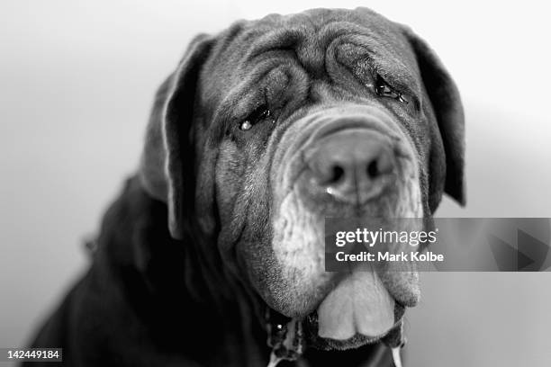 Neapolitan Mastiff looks at the camera as it is prepared for judging in the Sydney Royal Dog Show as part of the 2012 Sydney Royal Easter Show at the...