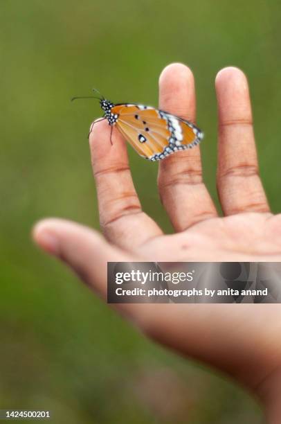 tiger butterfly perched on a finger - mariposa monarca africana fotografías e imágenes de stock