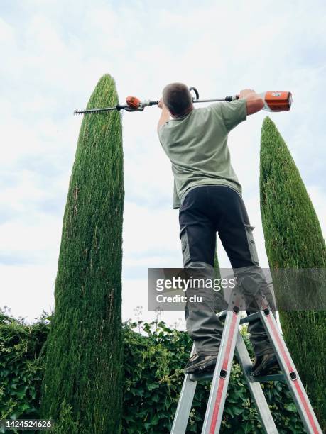 gärtner auf einer leiter trimmt zypressen - heckenschere stock-fotos und bilder