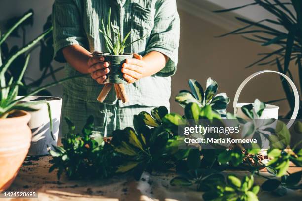 woman nursing flowers. woman enjoying planting. - nurse silence stock pictures, royalty-free photos & images