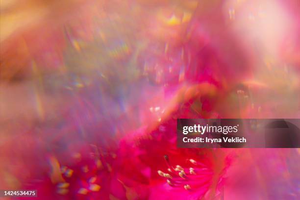 defocused pink red purple peony or rose flower bud on green leaves background with bokeh - red roses garden 個照片及圖片檔