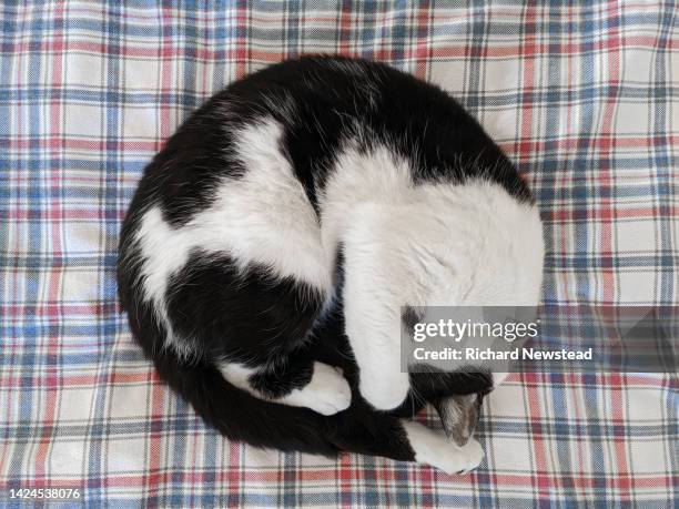 sleeping cat - cat circle stock pictures, royalty-free photos & images