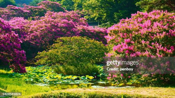 crape myrtle flowers - crape myrtle stock-fotos und bilder