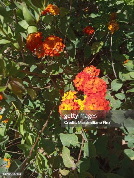 lantana camara (common lantana) is a species of flowering plant within the verbena family (verbenaceae). - lantana stock pictures, royalty-free photos & images