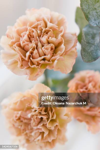 beautiful orange carnations close up - wedding card stock-fotos und bilder