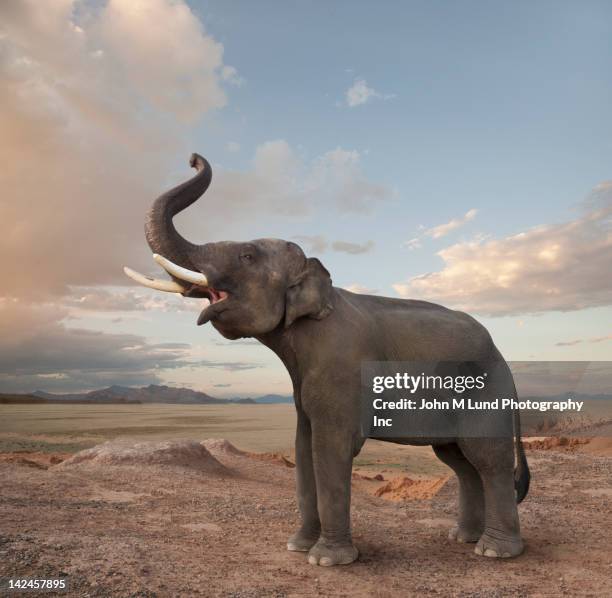 elefante bellowing no deserto - elephant imagens e fotografias de stock
