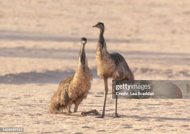 emus on a dry riverbed - emu stock-fotos und bilder