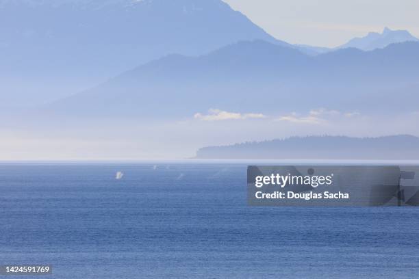 whales surfacing in the wild - chinesischer weißer delfin stock-fotos und bilder