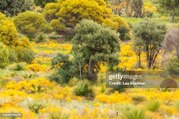 wildflowers in spring - spring wildflower stock pictures, royalty-free photos & images