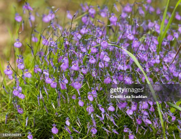 wild violet flower in spring - australian native flowers stock pictures, royalty-free photos & images