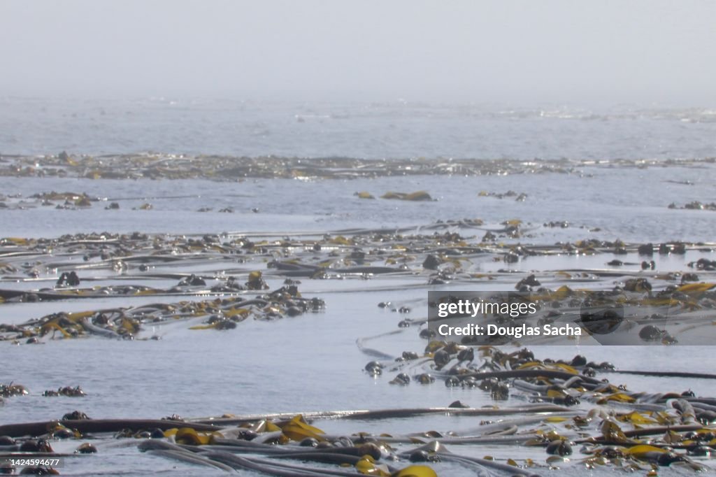 Field of Bull Kelp in the ocean (Nereocystis luetkeana)