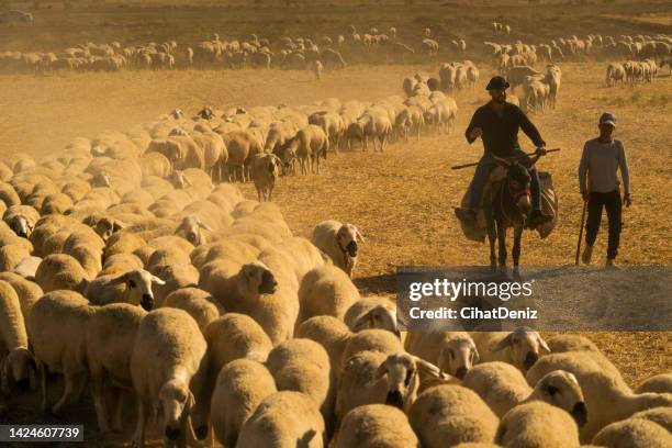 Sheep Rding Riding Sheep Photos and Premium High Res Pictures - Getty Images