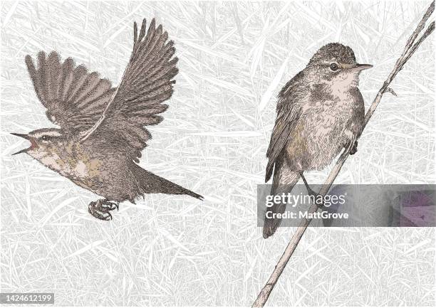 illustrazioni stock, clip art, cartoni animati e icone di tendenza di reed warbler - luì