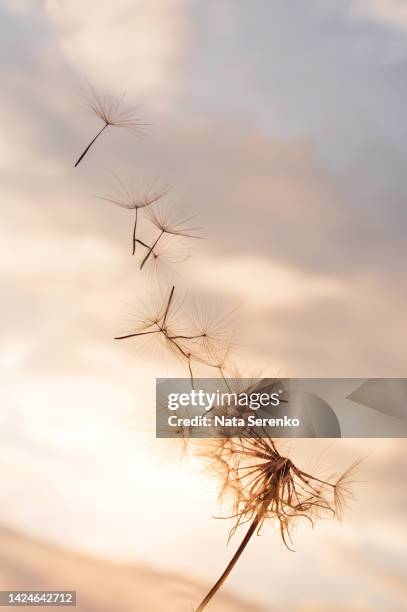 dandelion at sunset. freedom to wish. dandelion silhouette fluffy flower on sunset sky. - paardebloemzaad stockfoto's en -beelden