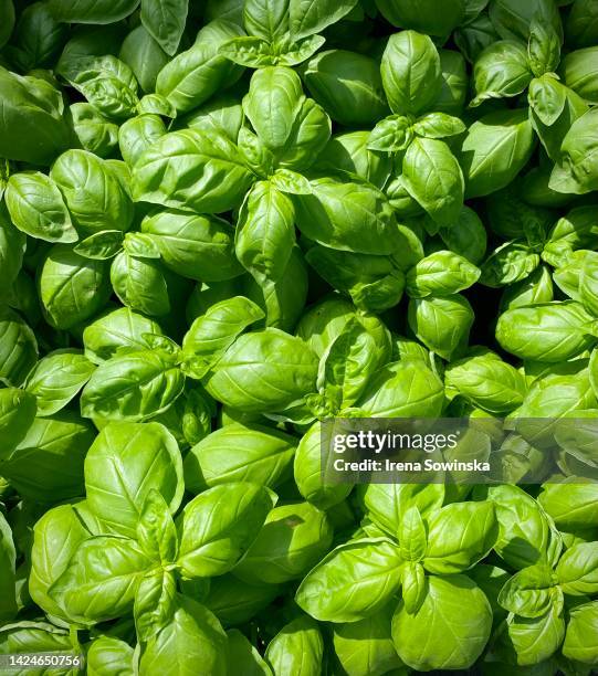 basil - basilico foto e immagini stock