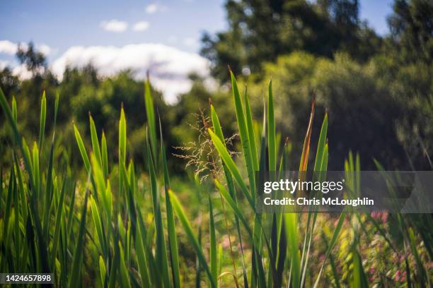 Summer Resting Reeds Reed Reed Photos and Premium High Res Pictures - Getty Images
