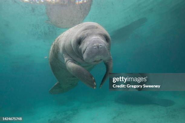 cute florida manatee front view in freshwater spring - manatee stock pictures, royalty-free photos & images