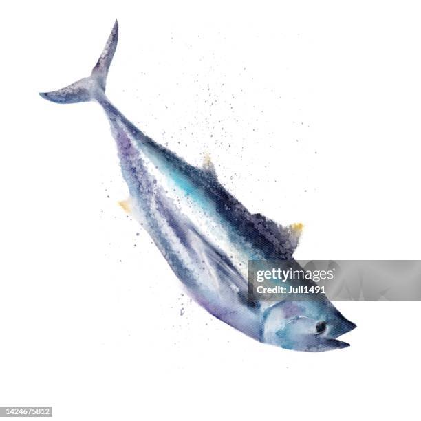 watercolor tuna on a white background - tuna animal stock illustrations