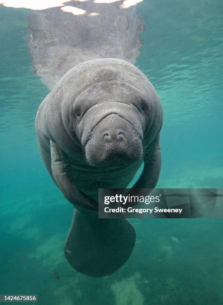 1,481 Manatee Florida Stock Photos, High-Res Pictures, and Images