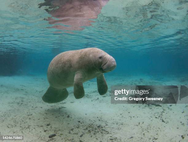 1 827 Picture Of A Manatee Stock Photos High Res Pictures And Images 1-827-picture-of-a-manatee-stock-photos-high-res-pictures-and-images