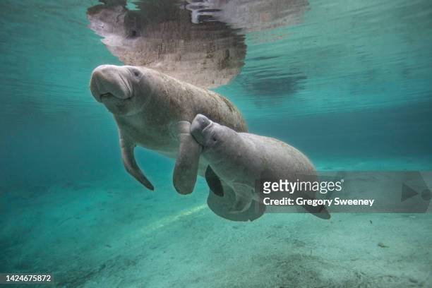 mother florida manatee swims with nursing calf in florida freshwater spring - floridamanat bildbanksfoton och bilder