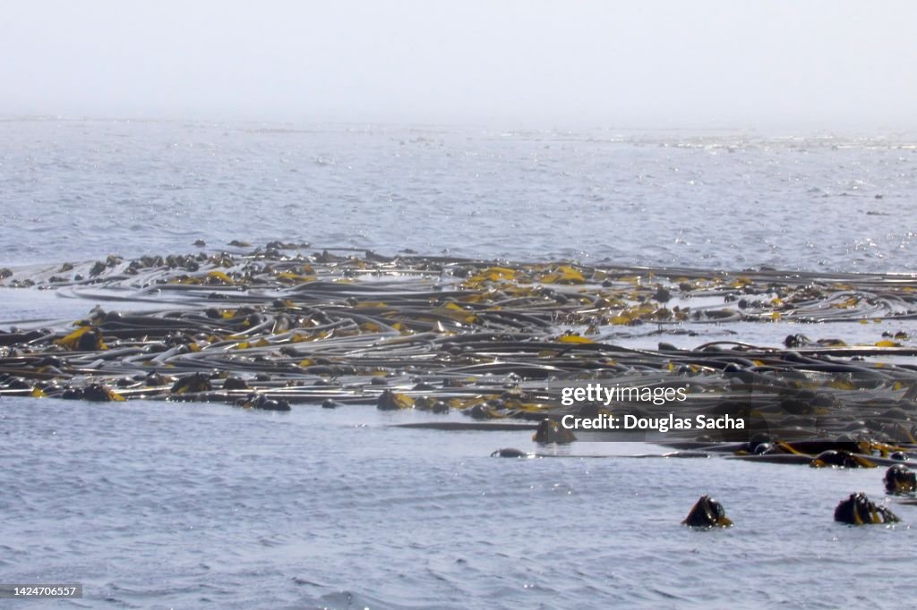Kelp type seaweed (Nereocystis luetkeana)