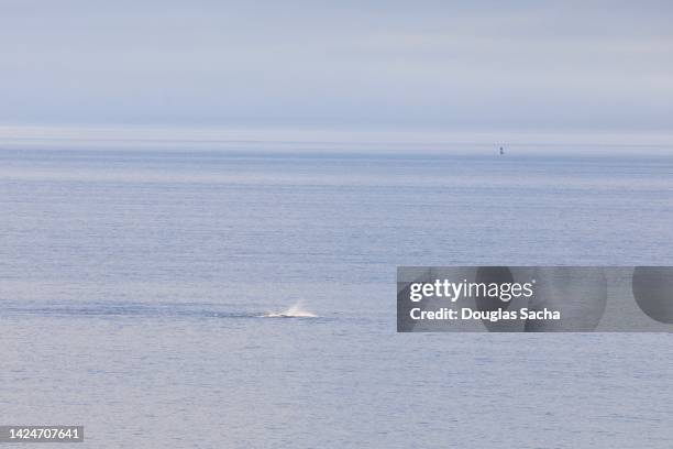 splash in the water from a surfacing whale - surfacing stock pictures, royalty-free photos & images