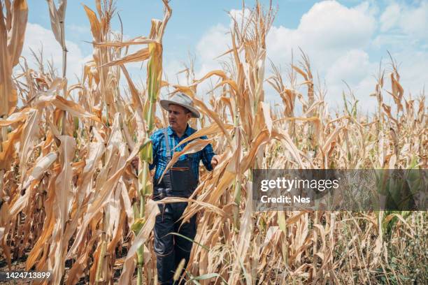 drought, agronomist in the corn field - water shortage stock pictures, royalty-free photos & images