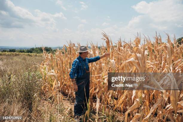 worried farmer in corn field - concerned farmers stock pictures, royalty-free photos & images