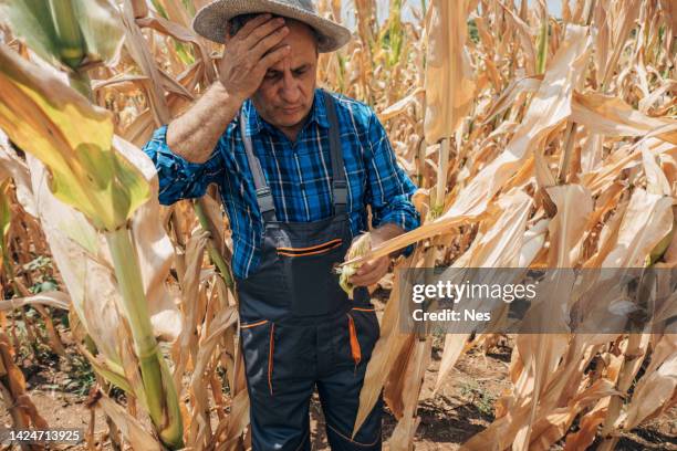 besorgter bauer im maisfeld - concerned farmers stock-fotos und bilder