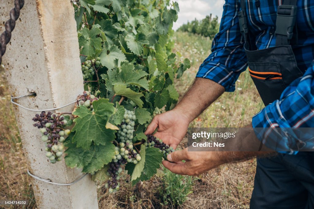 Bunch rot in the vineyard