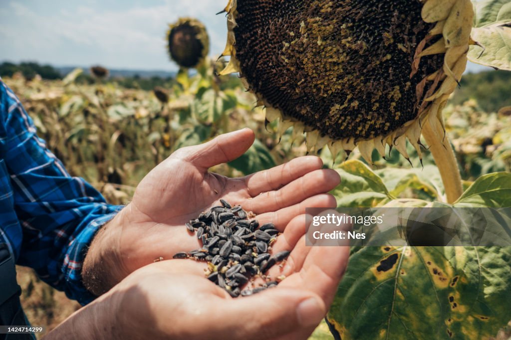 Graines de tournesol entre les mains d’un agriculteur