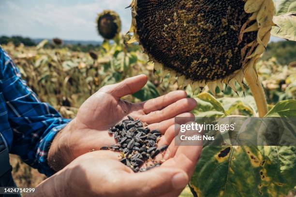 sunflower seeds in the hands of a farmer - sunflower seed stock pictures, royalty-free photos & images