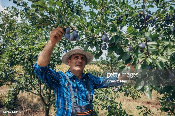 the farmer looks at the plums - fruit farm stock pictures, royalty-free photos & images
