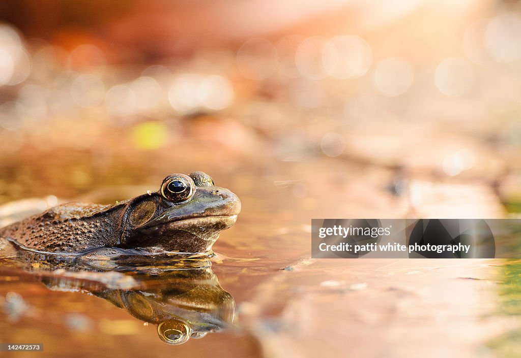 Bullfrog with reflection in mud puddle