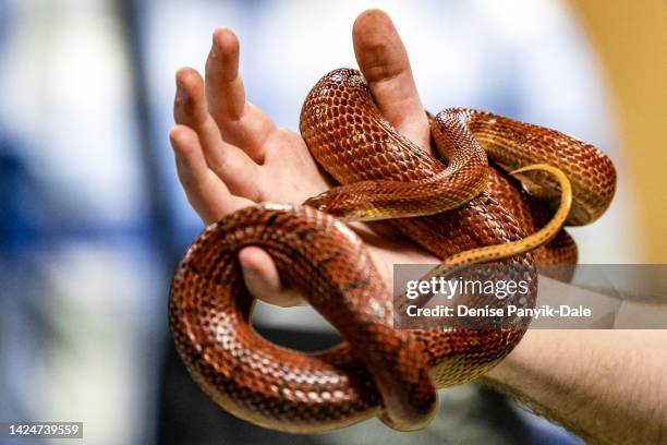 close-up of snake coiled around hand - corn snake stockfoto's en -beelden