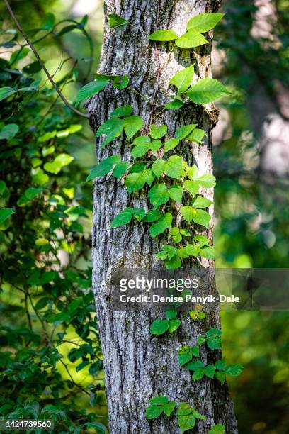 poison ivy vine climbing tree trunk - panyik-dale stock pictures, royalty-free photos & images