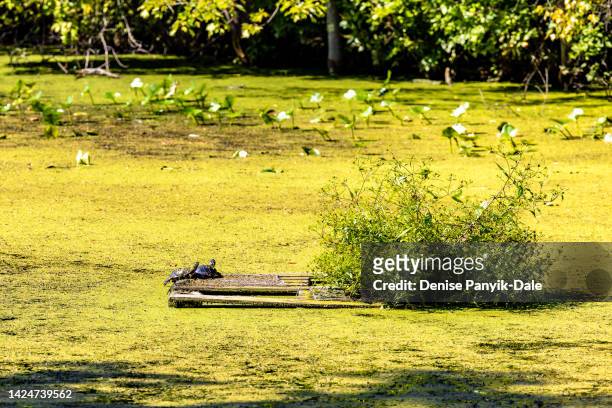 painted turtles sunning in swamp - panyik-dale stock pictures, royalty-free photos & images