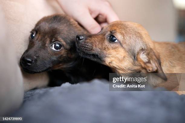 portrait of two puppies - human hand pet paw stock pictures, royalty-free photos & images