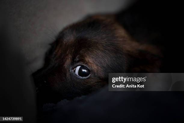 a scared puppy - scared dog stock pictures, royalty-free photos & images